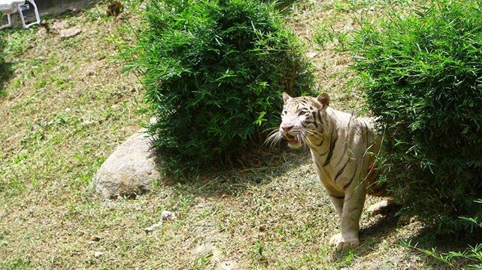 Harimau Kabur Dari Kebun Binatang